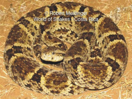 Bothrops leucurus Bild01